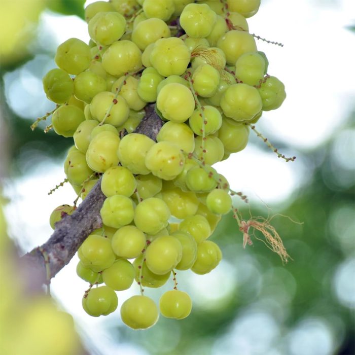 Goose berry - Image 3