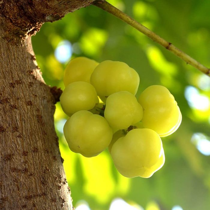 Goose berry - Image 4