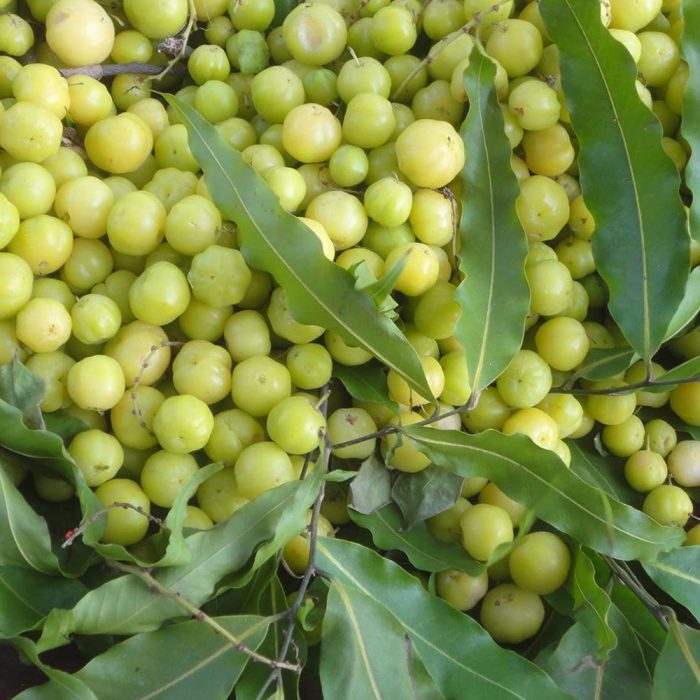 Goose berry - Image 5