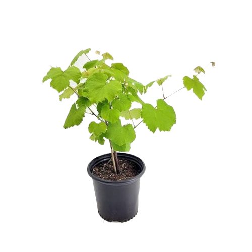 Grapes Blue / నీలం ద్రాక్ష