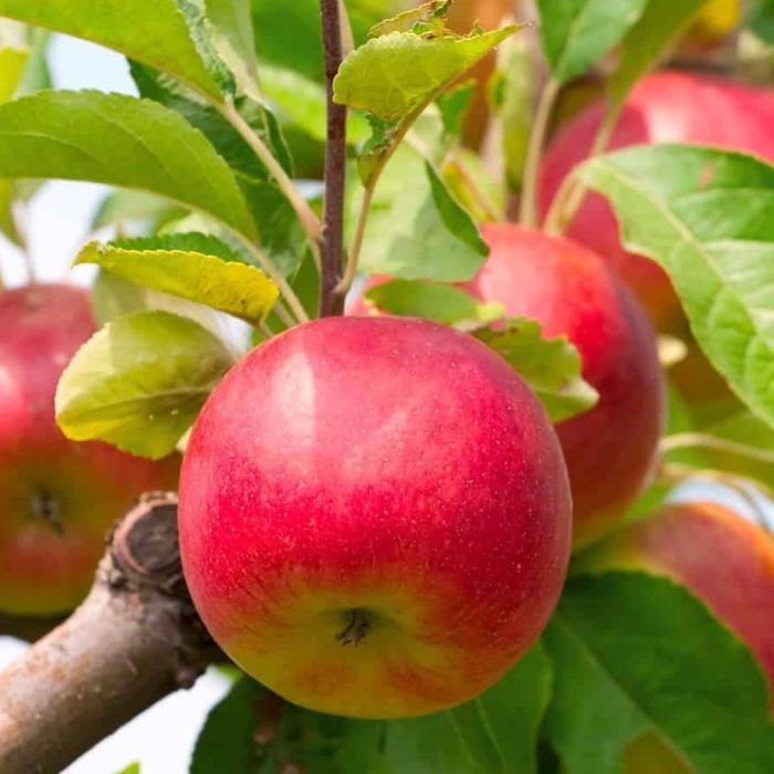 HRMN 99 APPLE - Image 3