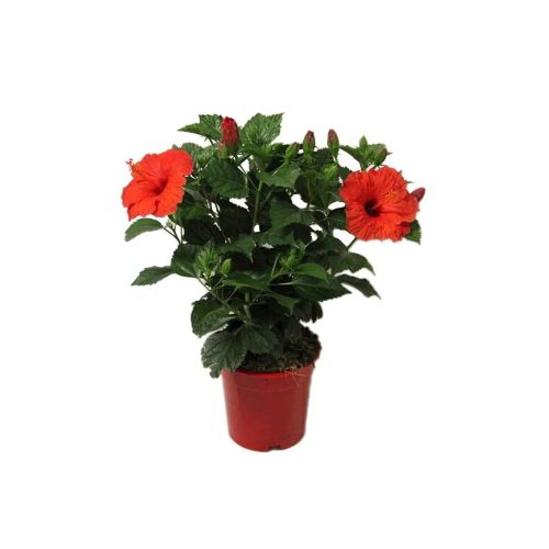 Hibiscus