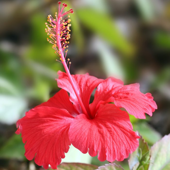 Hibiscus - Image 2