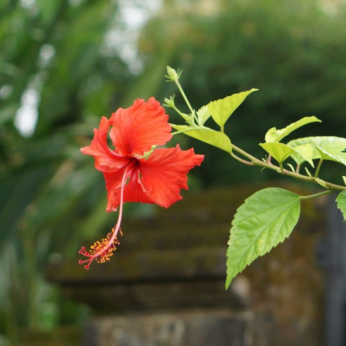 Hibiscus - Image 3