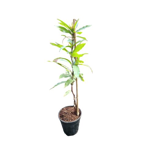 Himayat Mango / హిమాయత్ మామిడి(Grafted)