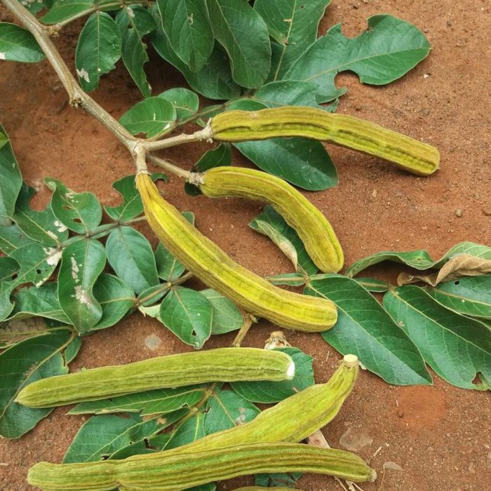 Ice Cream Beans - Image 3