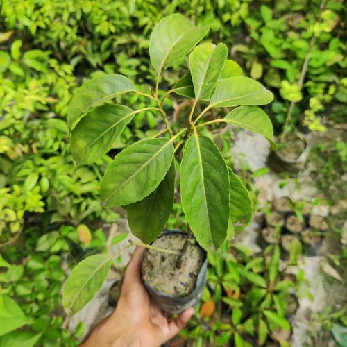 Indian Olive plant /యిండియన్ ఆలివ్ మొక్క(Grafted)