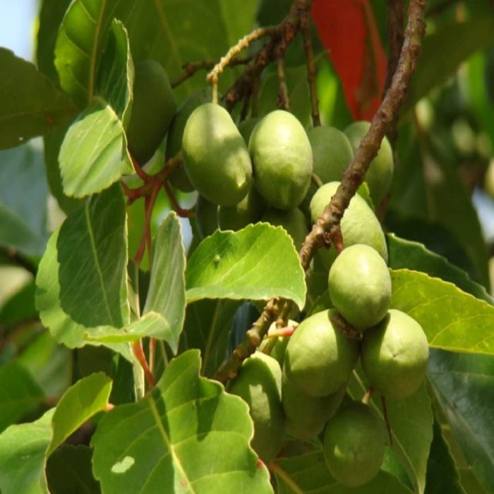 Indian Olive plant /యిండియన్ ఆలివ్ మొక్క(Grafted) - Image 2