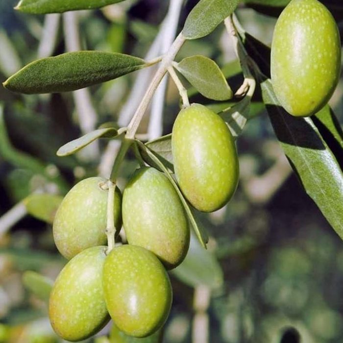 Indian Olive plant /యిండియన్ ఆలివ్ మొక్క(Grafted) - Image 3
