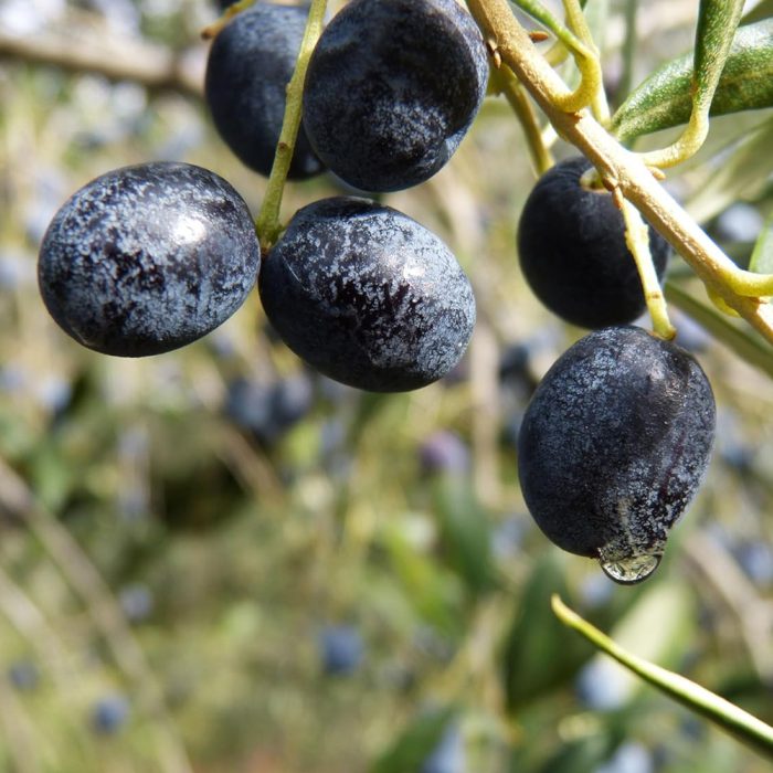 Indian Olive plant /యిండియన్ ఆలివ్ మొక్క(Grafted) - Image 4