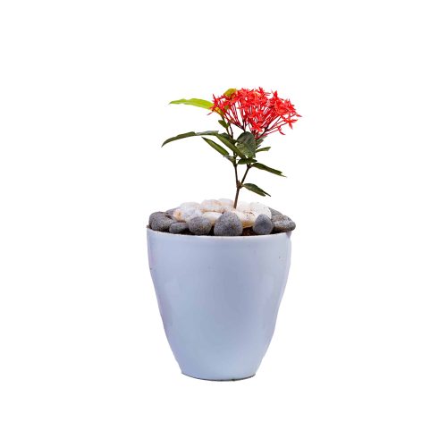 Ixora
