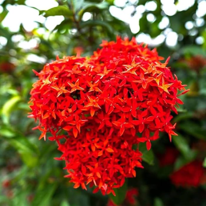 Ixora - Image 2