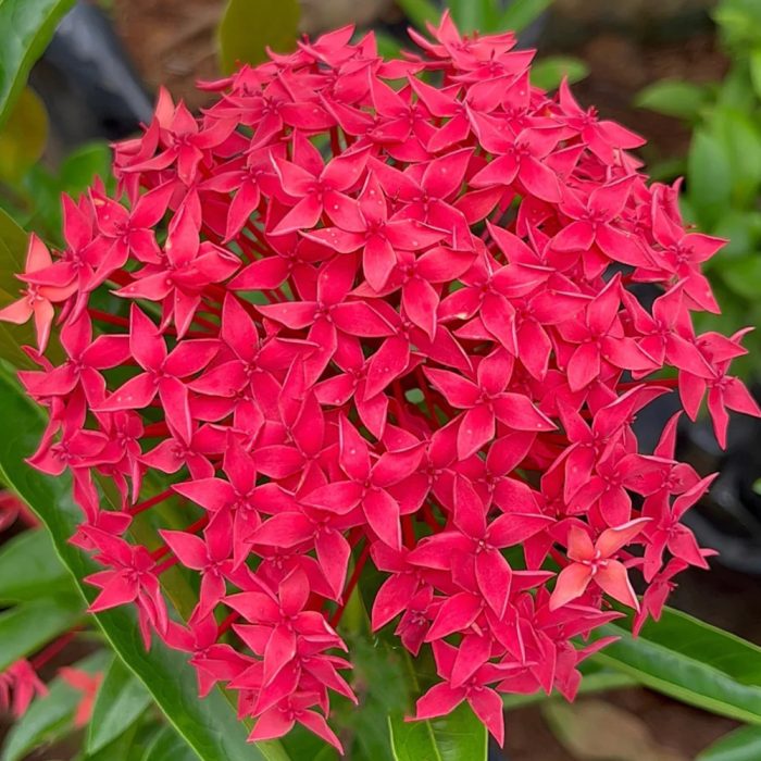 Ixora - Image 3
