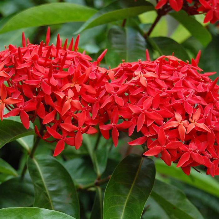 Ixora - Image 4