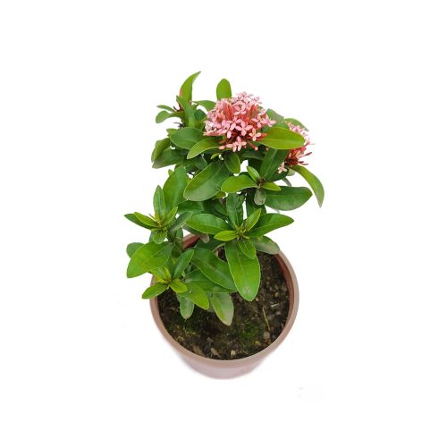 Ixora Dwarf Plant
