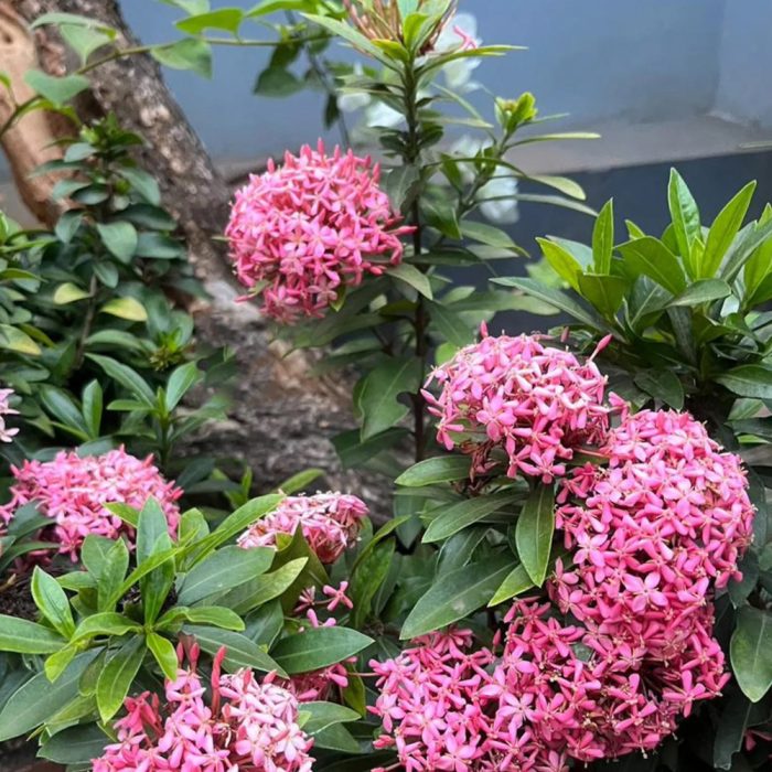 Ixora Dwarf Plant - Image 2