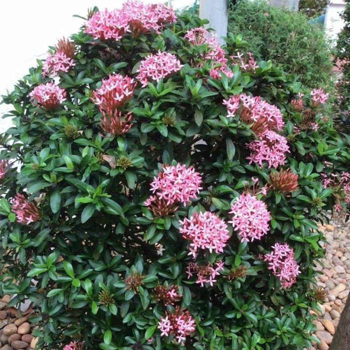 Ixora Dwarf Plant - Image 3