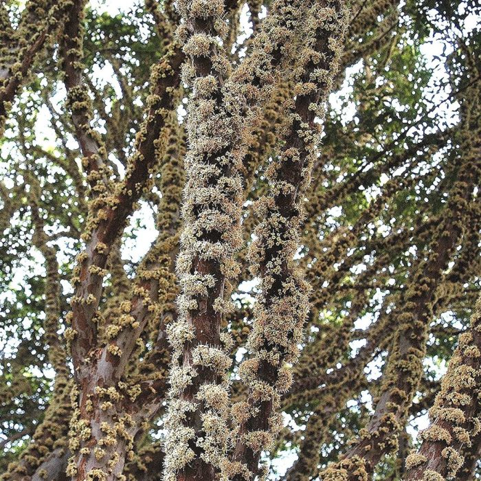 Jaboticaba Plant - Image 2
