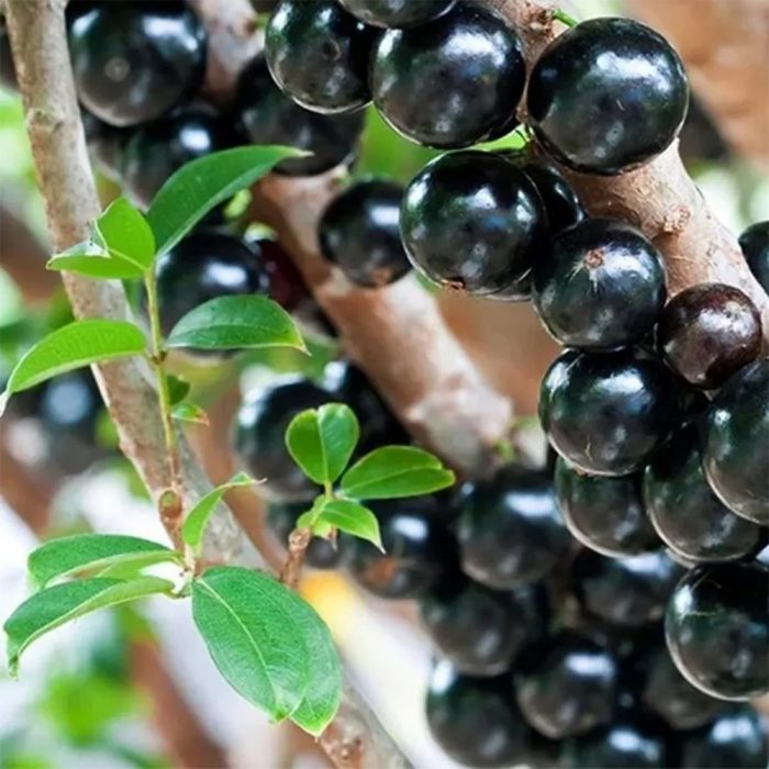 Jaboticaba Plant - Image 3