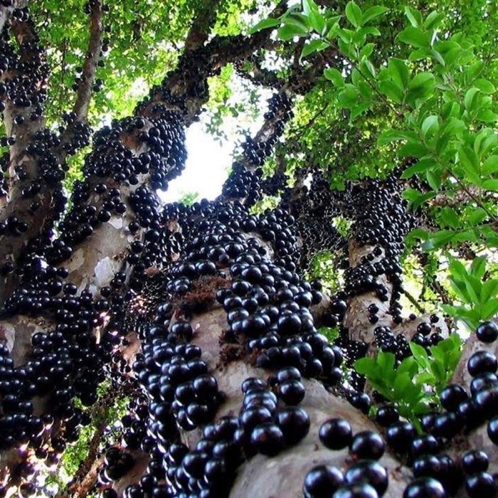 Jaboticaba Plant - Image 4