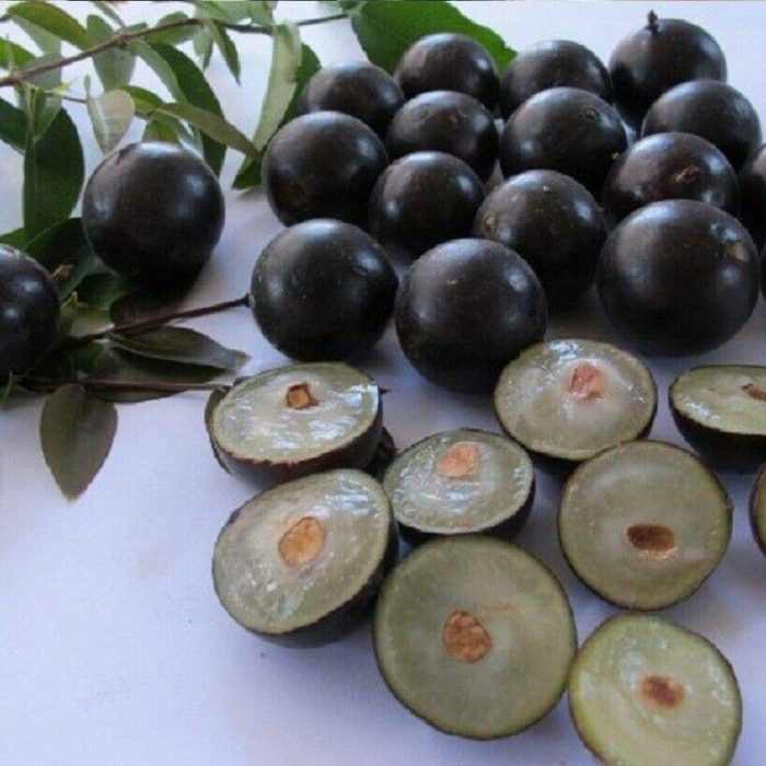 Jaboticaba Plant - Image 5
