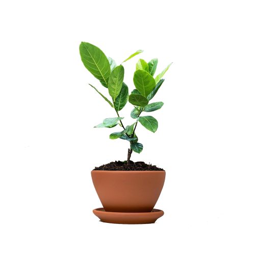 Jack Fruit / పనసపండు(Grafted)