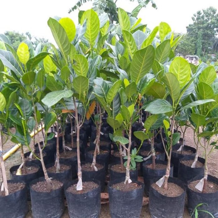 Jack Fruit / పనసపండు(Grafted) - Image 2