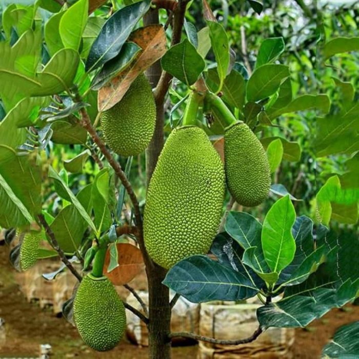 Jack Fruit / పనసపండు(Grafted) - Image 3