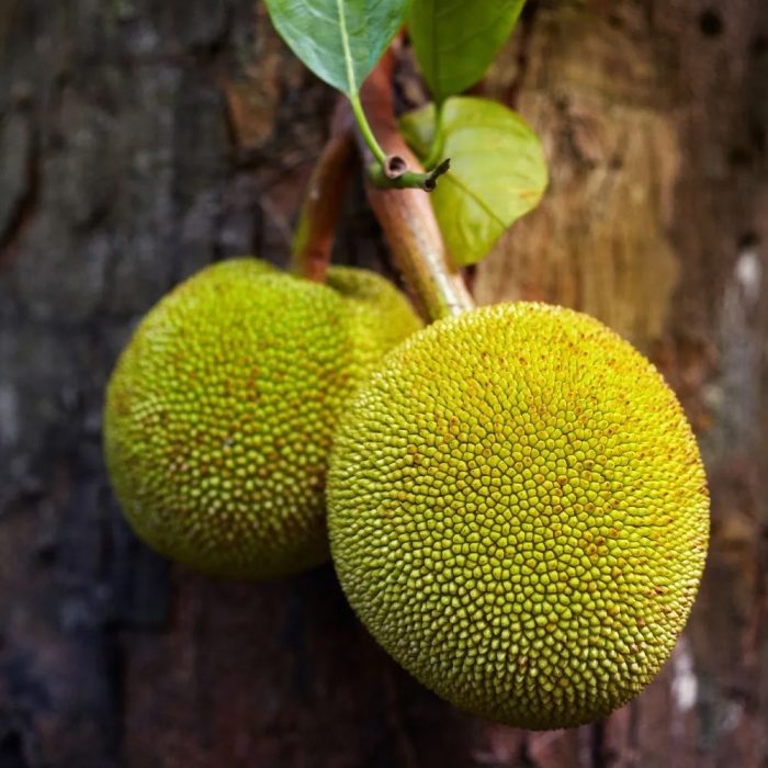 Jack Fruit / పనసపండు(Grafted) - Image 4
