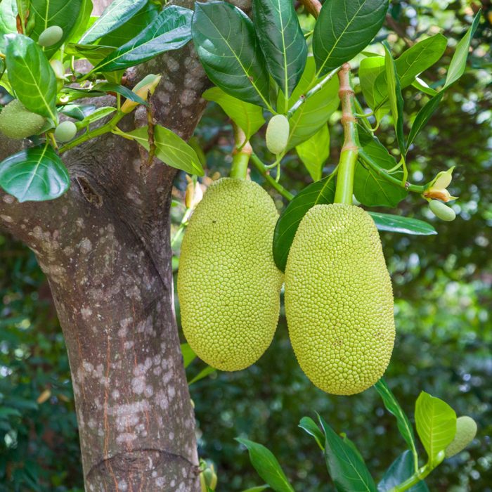 Jack Fruit / పనసపండు(Grafted) - Image 5