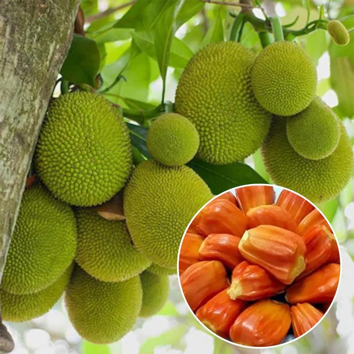 Jack Fruit / పనసపండు(Grafted) - Image 6