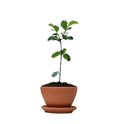 Japanese Guava