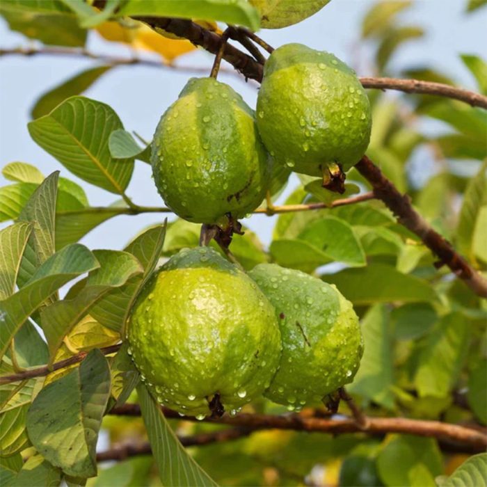 Japanese Guava - Image 2
