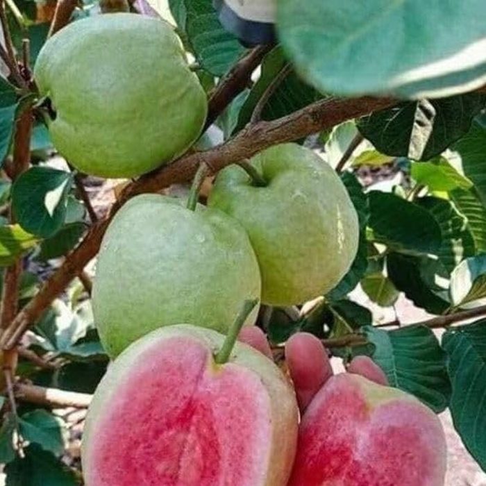 Japanese Guava - Image 3