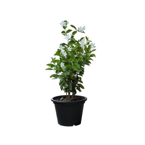 Jasminum Multiflorum
