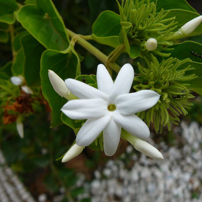 Jasminum Multiflorum - Image 2