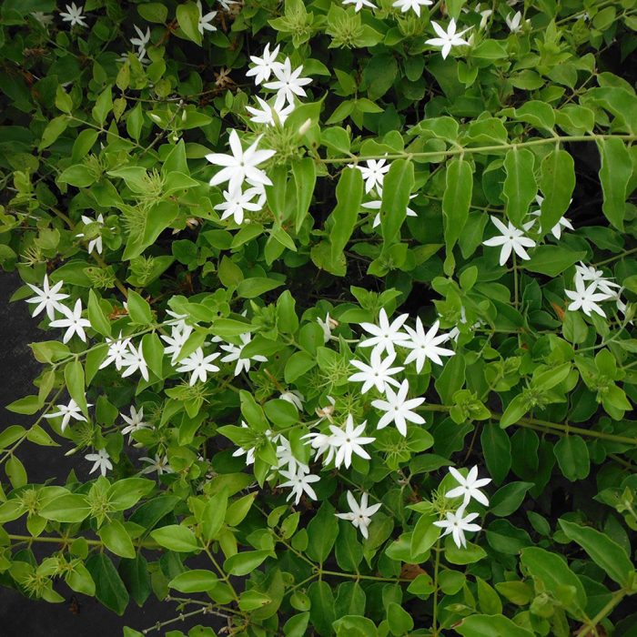Jasminum Multiflorum - Image 3