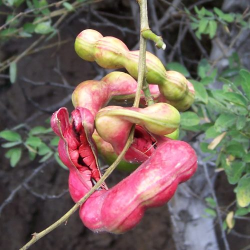 Jungle Jelabi