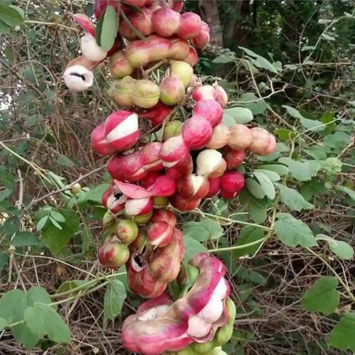 Jungle Jelabi - Image 3