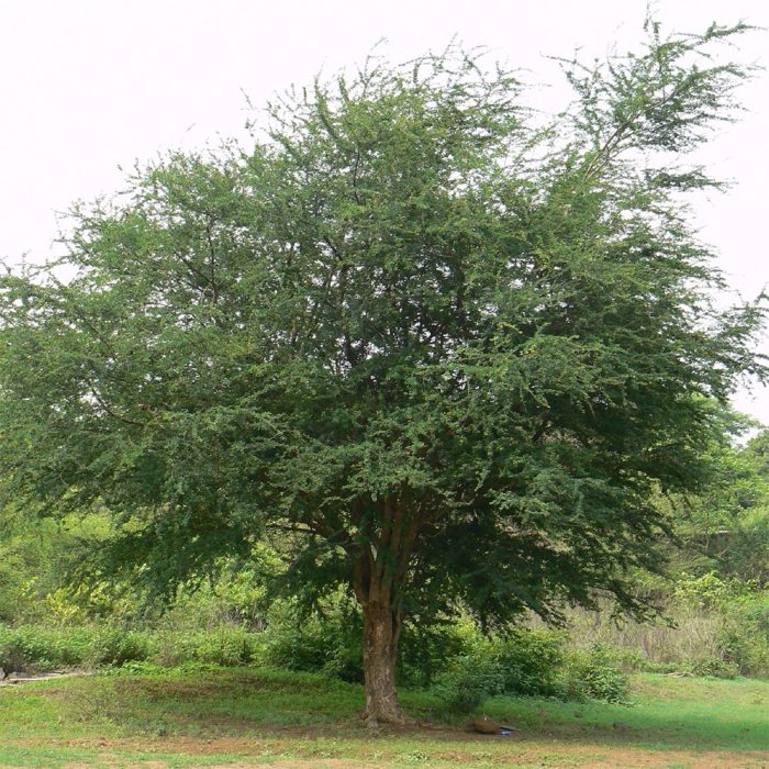 Jungle Jelabi - Image 5