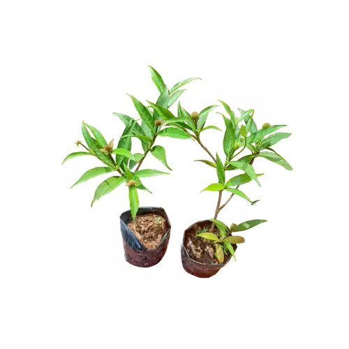 Kadamba plant