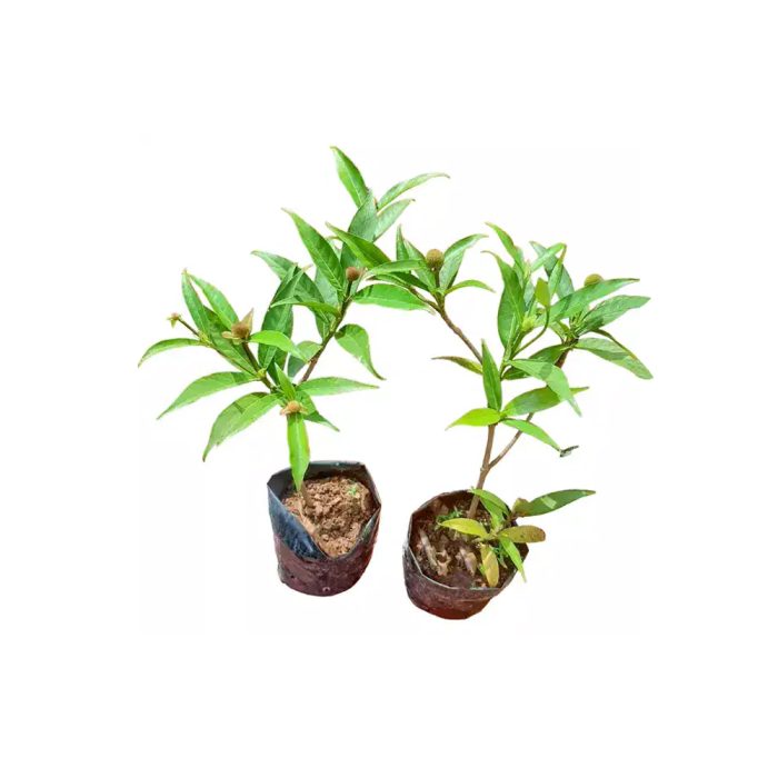 Kadamba plant