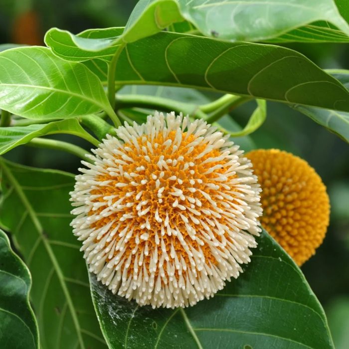 Kadamba plant - Image 2
