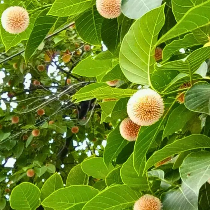 Kadamba plant - Image 3
