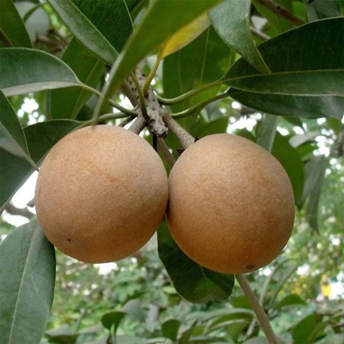 Kalapatti sapota - Image 2
