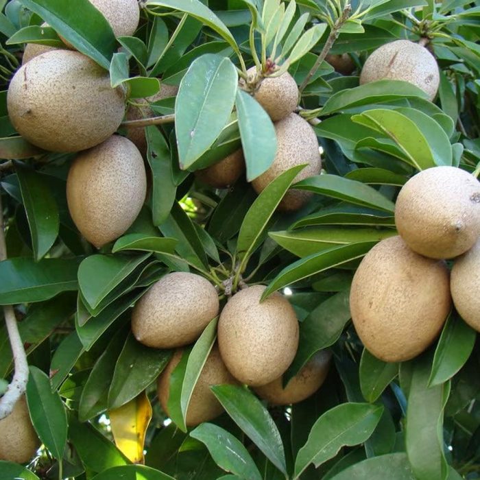 Kalapatti sapota - Image 3