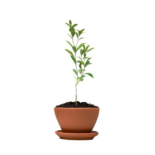 Kamala Fruit / కమలా పండు(Grafted)