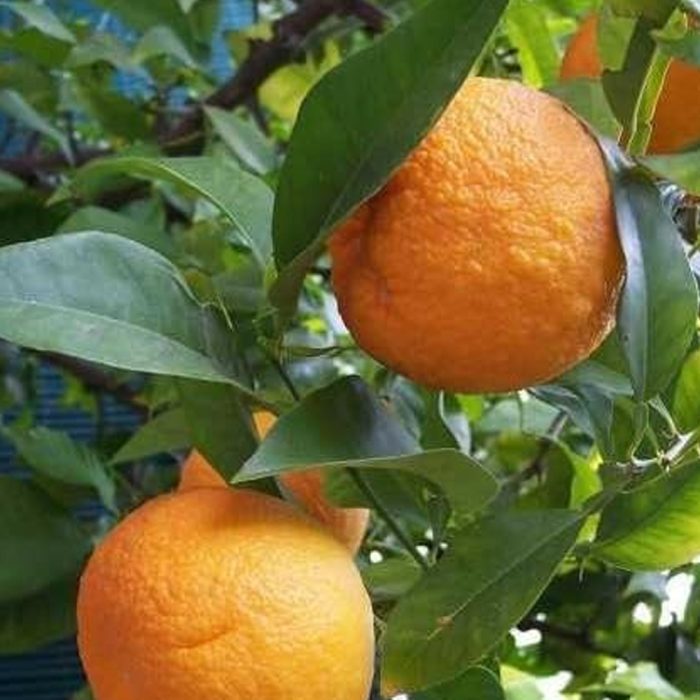 Kamala Fruit / కమలా పండు(Grafted) - Image 2