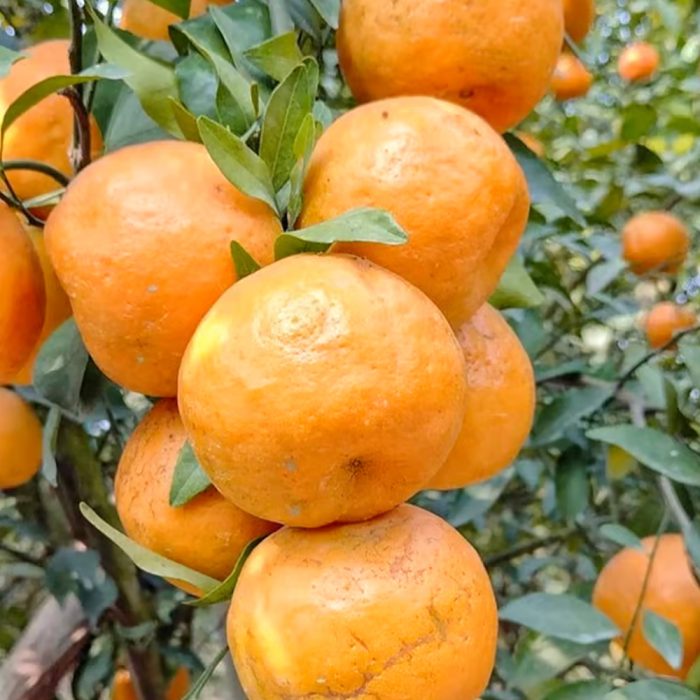 Kamala Fruit / కమలా పండు(Grafted) - Image 3