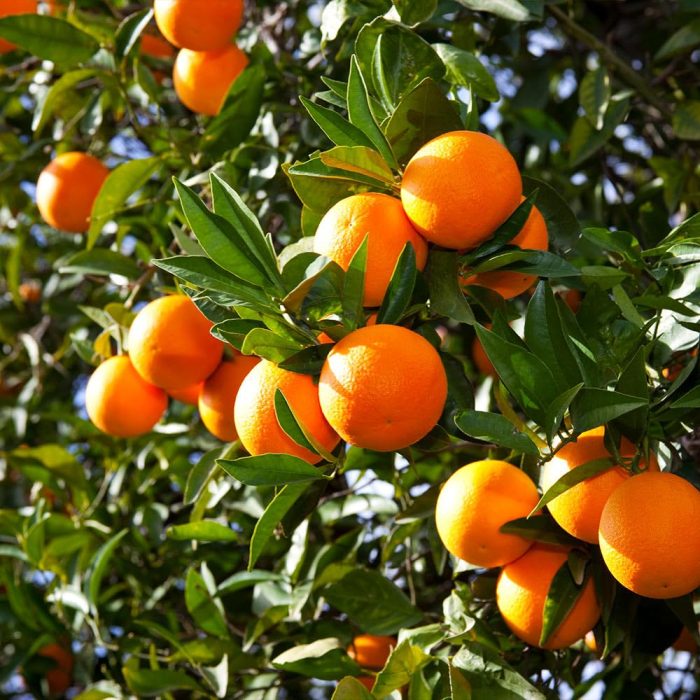 Kamala Fruit / కమలా పండు(Grafted) - Image 4
